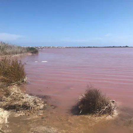 Picasso * Torrevieja