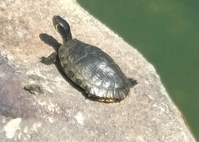 Picasso 托雷维耶哈